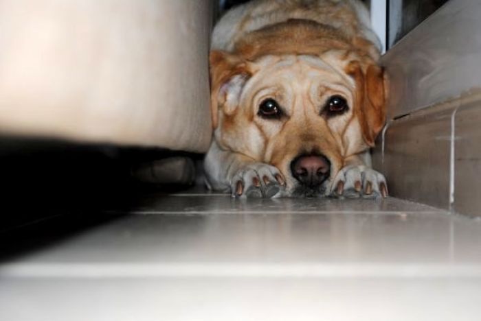 Goldie - Avoiding Bath Time !