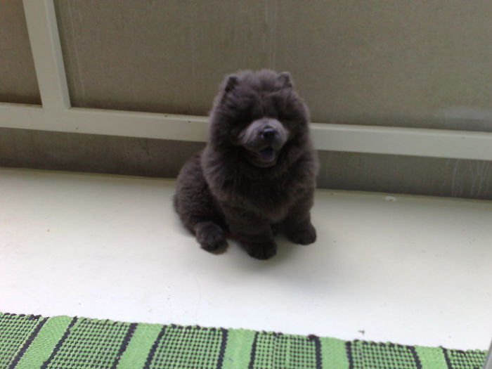 Milena, The Blue Chowie :)