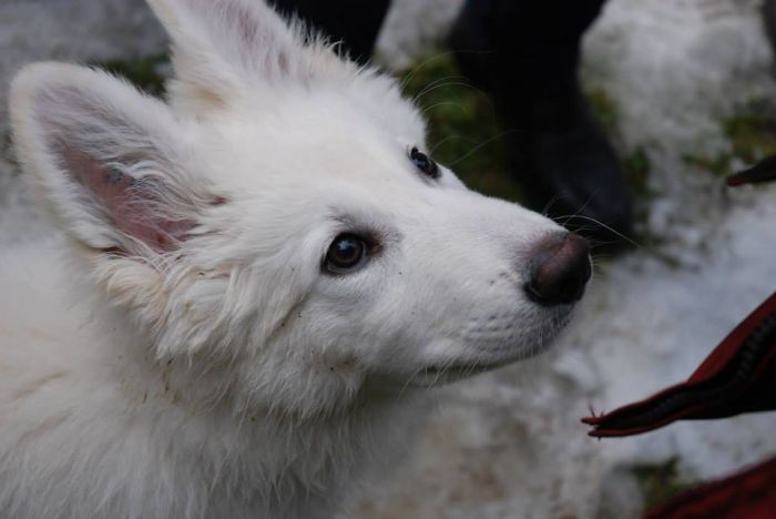 White Shepherd Qeiro
