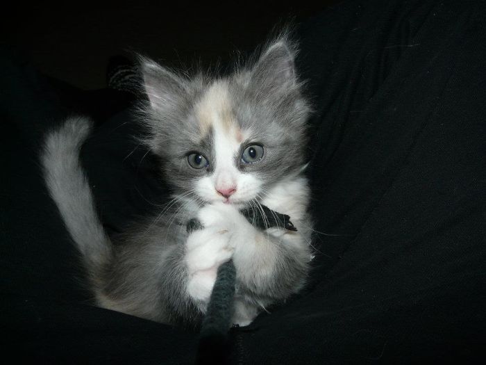 Please, Mom, Please???