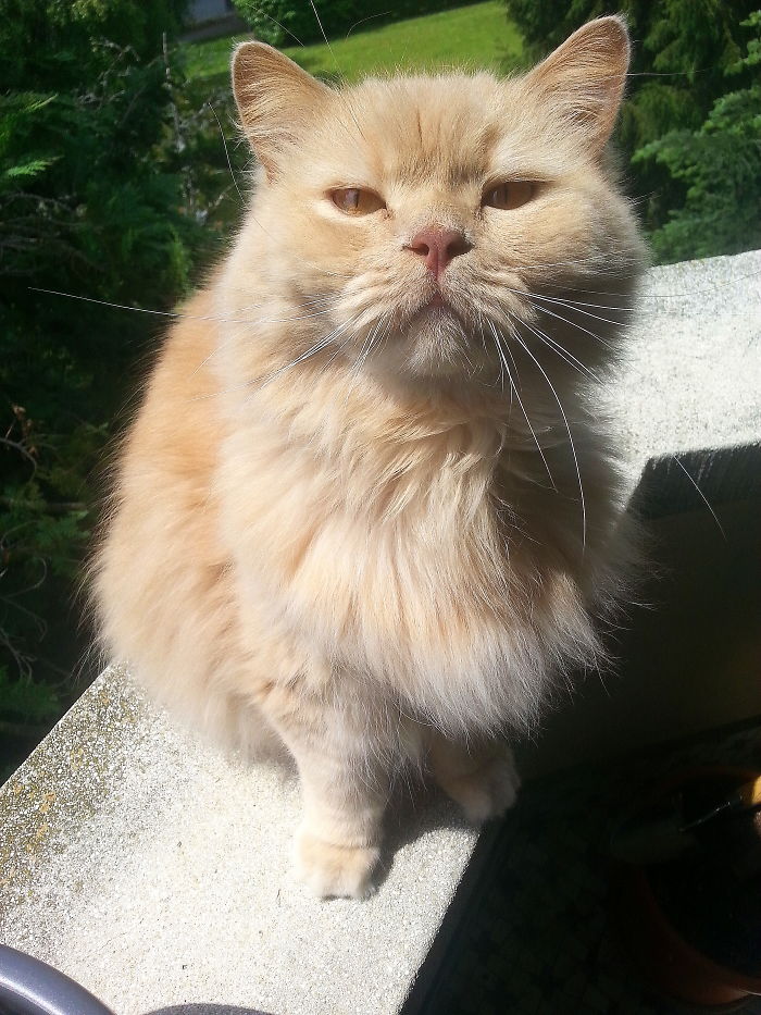 British Are So Class