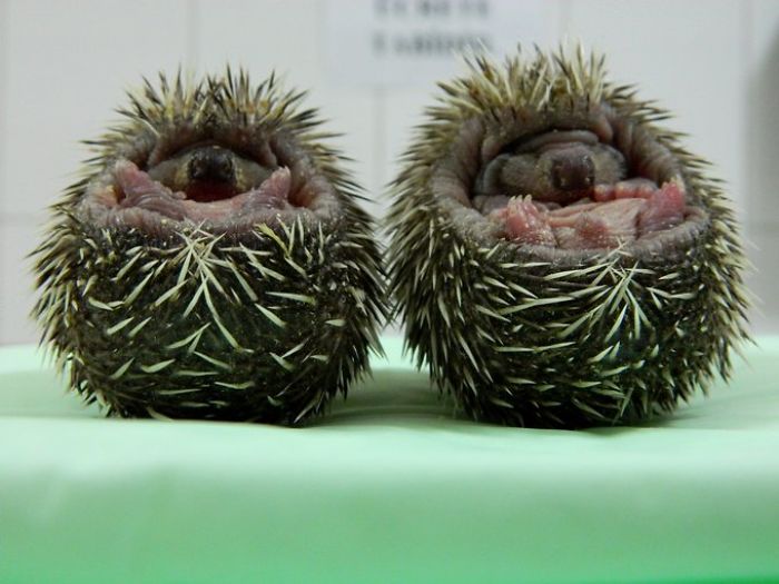 Cuties In Our Clinic.