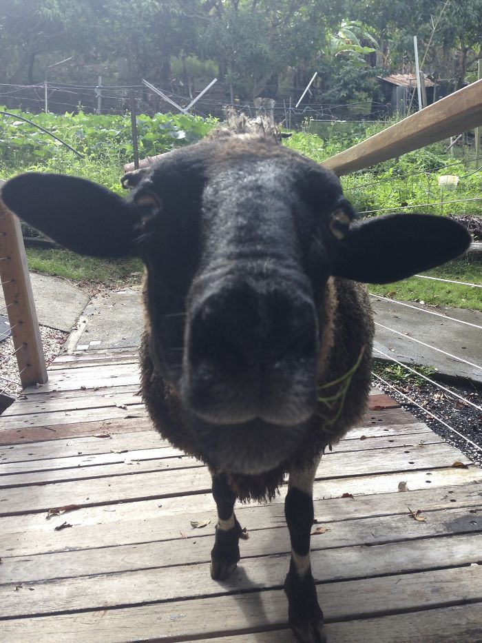 Why Hello There Blacky!