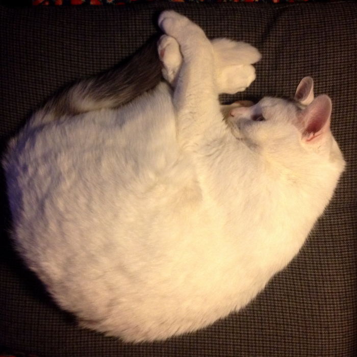 My Cat Doing Gymnastics