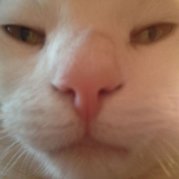 My Cat Close Up
