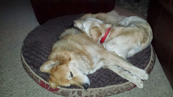 Darwin & Florrie After A Day Out