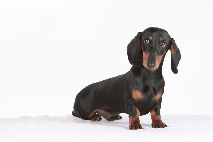 Lionel - Mini Dachshund. Owner Skaiva From Lithuania