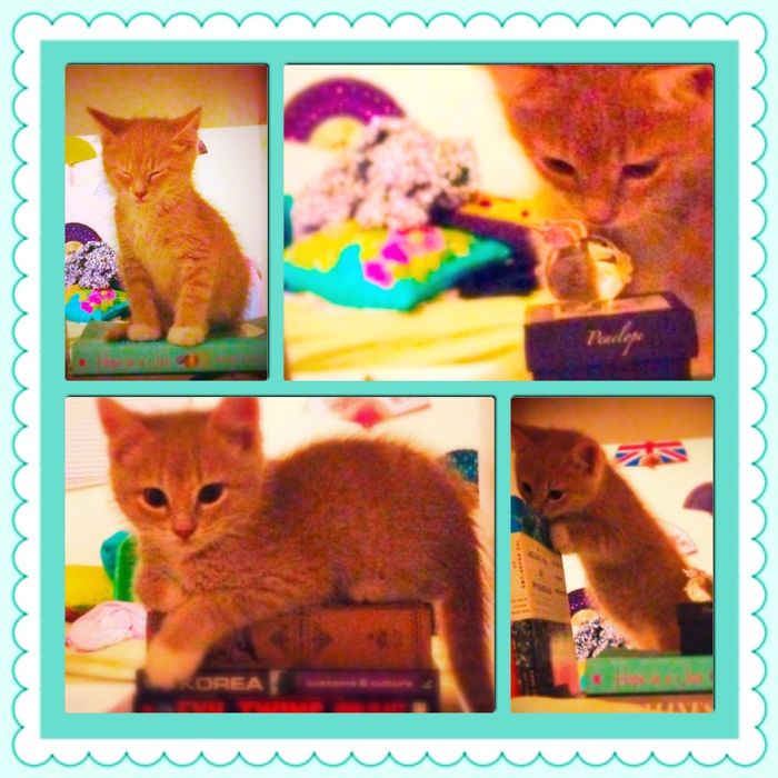 The Kurious & Kute Korea!