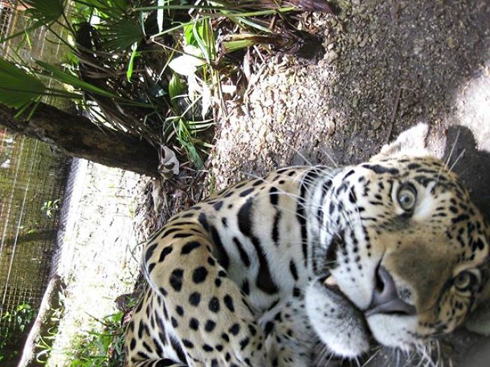 Chillin' With The Jaguars At Belize Zoo - Taken By Isis Prevet Student
