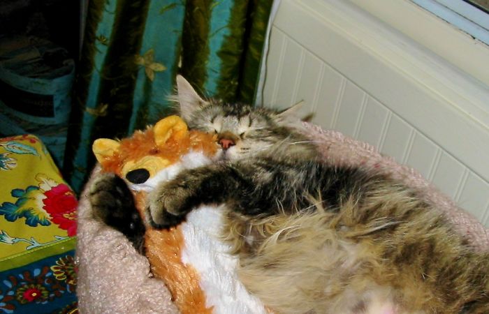 Daisy And Her Fox