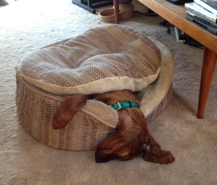 Hubble The Baby Setter