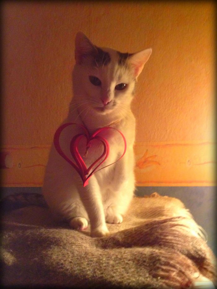 My Lovely Cat - Narnia