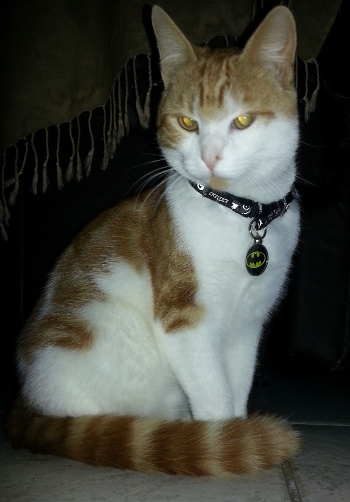 Joey - Such A Handsome Fella :p