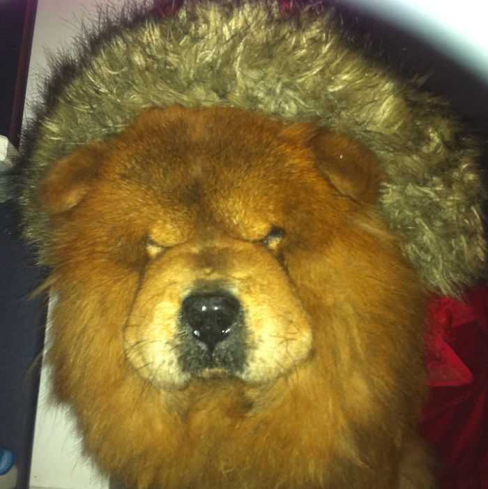 I'm A Boooored Undercover Panda :))