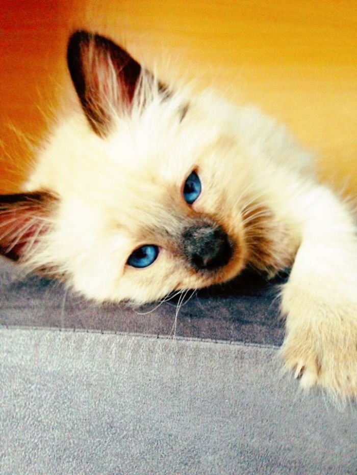 Dolce A Birman From South Africa