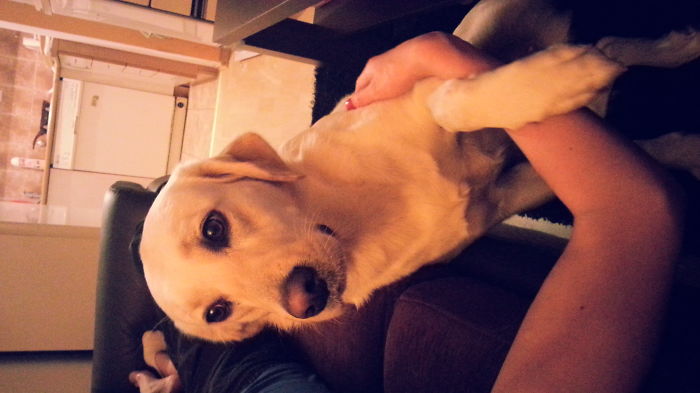 Mishka Wants To Go Outside! :)