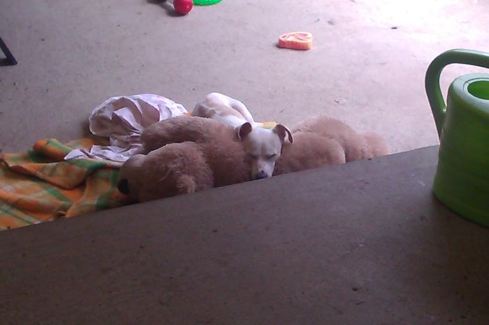 Prince Sleeping With Mr Bear