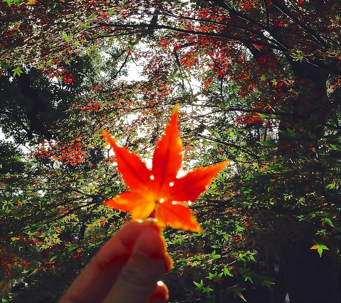 A Leaf And A Sky Full Of Leaves