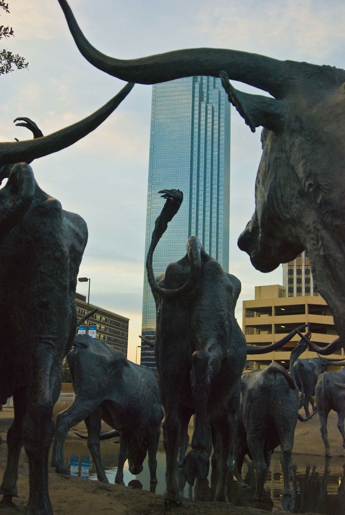 Pioneer Plaza Cattle Drive (dallas, Texas)