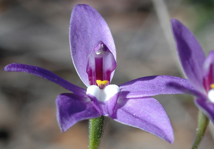Glossodia, Or Wax Lip Orchid, Also Known As Parson At The Pulpit.