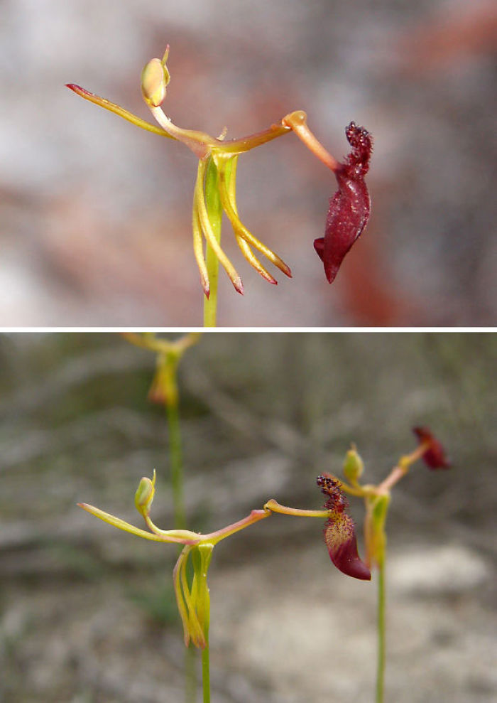 Hammer Orchid