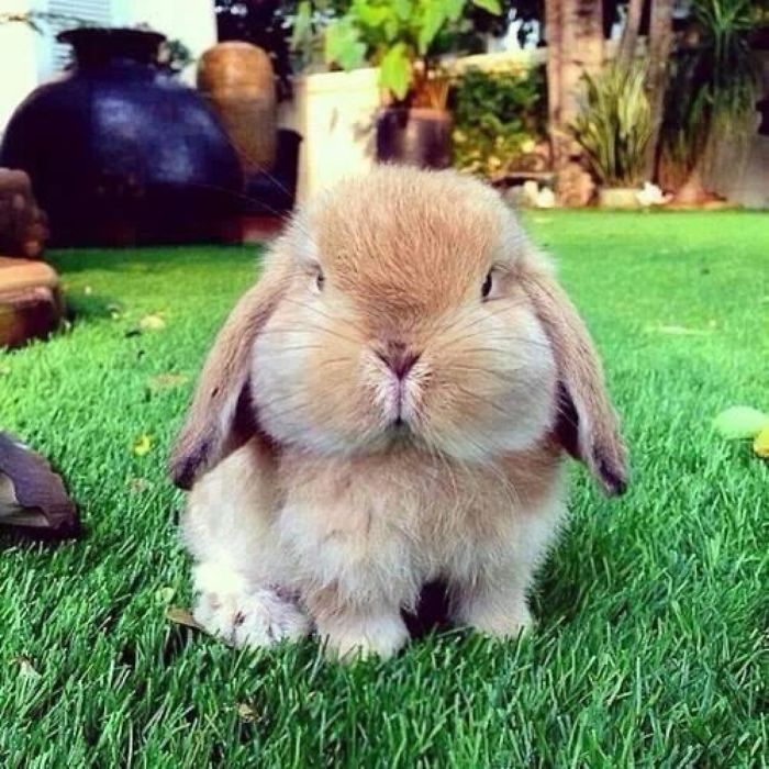 Yet An Unusually Fluffy Bunny