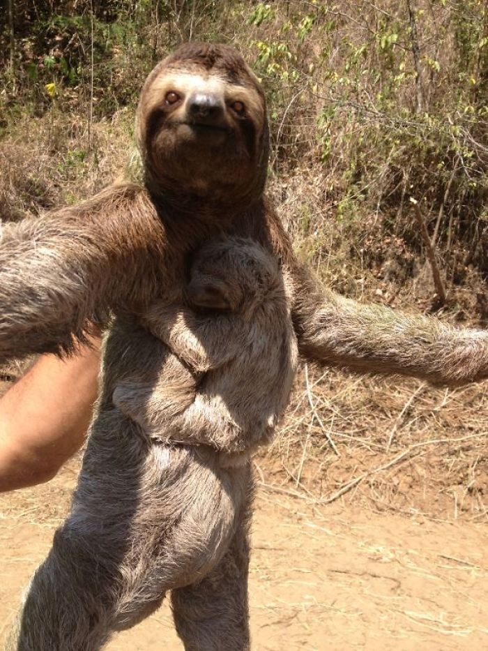Sloth Costa Rica