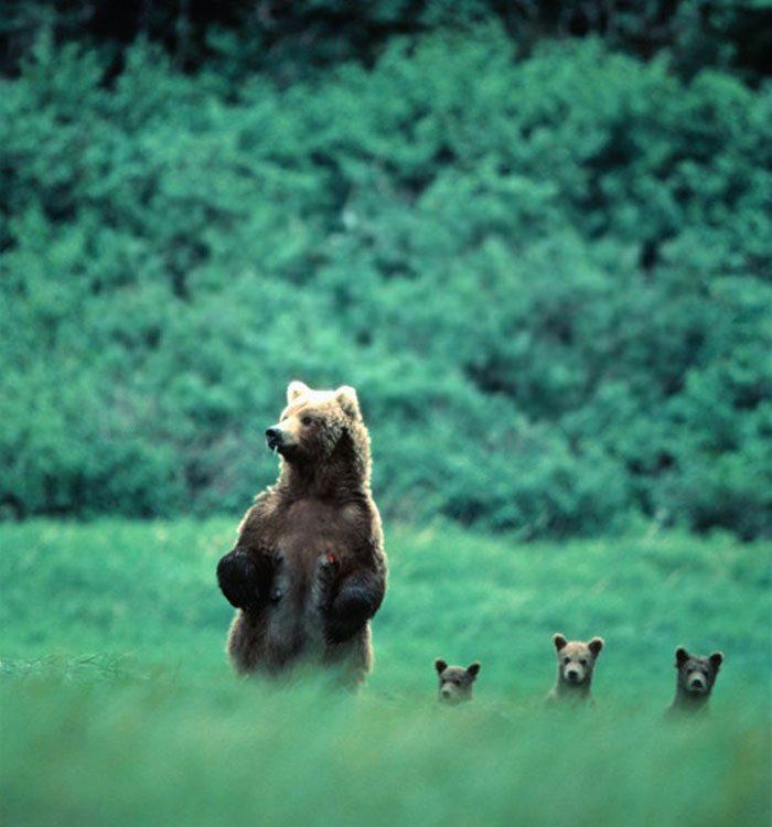 Post The Cutest Animal Parenting Moments Ever