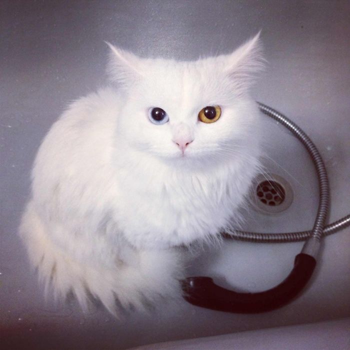 Arabella Cat Sneaking In The Bath-tub