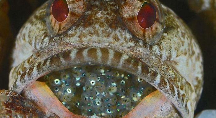 This Fish Dad Carries His Eggs In His Mouth Until They Hatch!