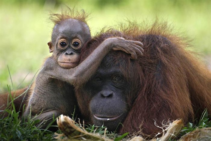 Lovely Orangutans