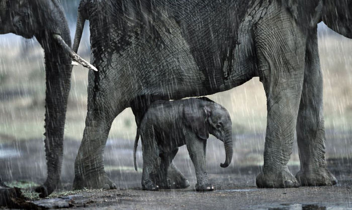 They Call It Mum-brella