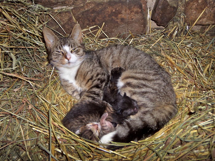 Protective Mama "day One"