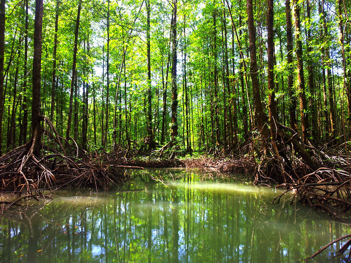 Mangroves - Rio Esquina - Golfo Dulce - Costa Rica