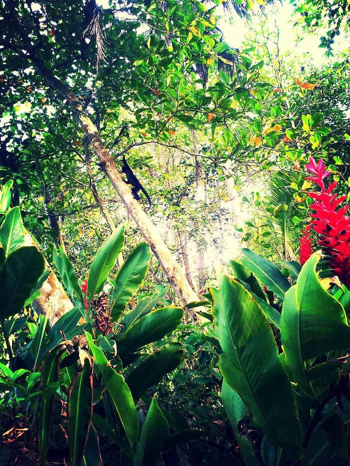 Playa Chiquita - Puerto Viejo De Talamanca - Costa Rica