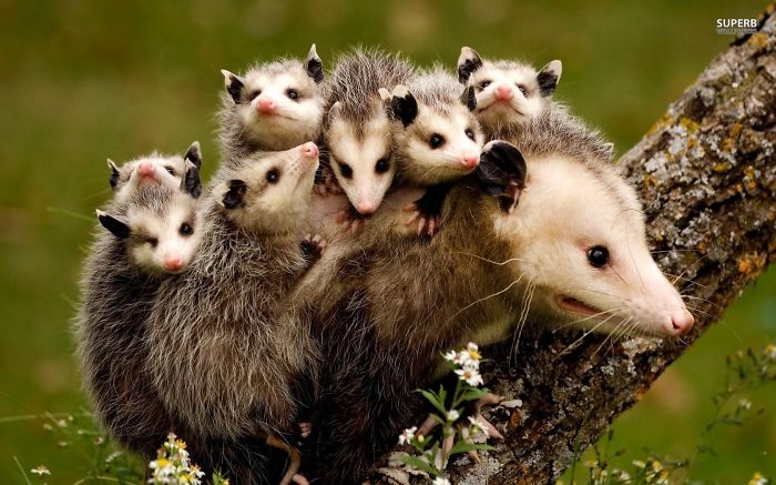Possum Bandits