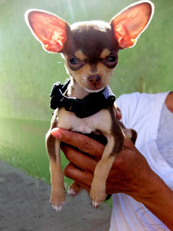 Chihuahua