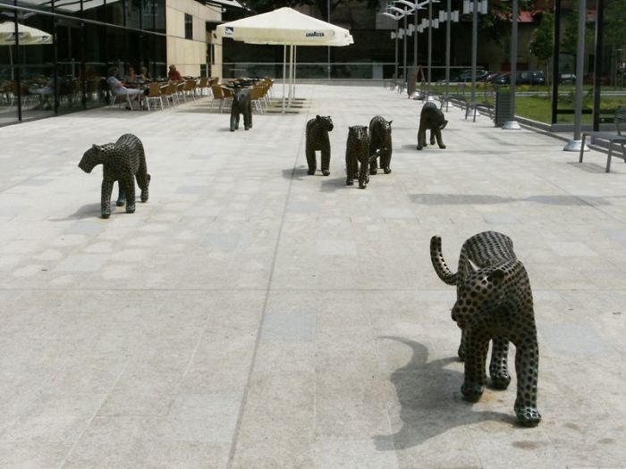 "little Cats" In Trutnov, Czech Republic