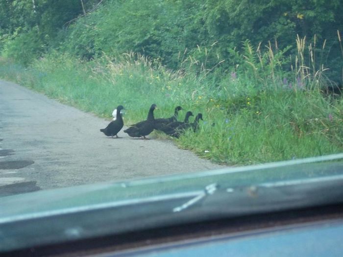 Why Did The Geese Cross The Road?