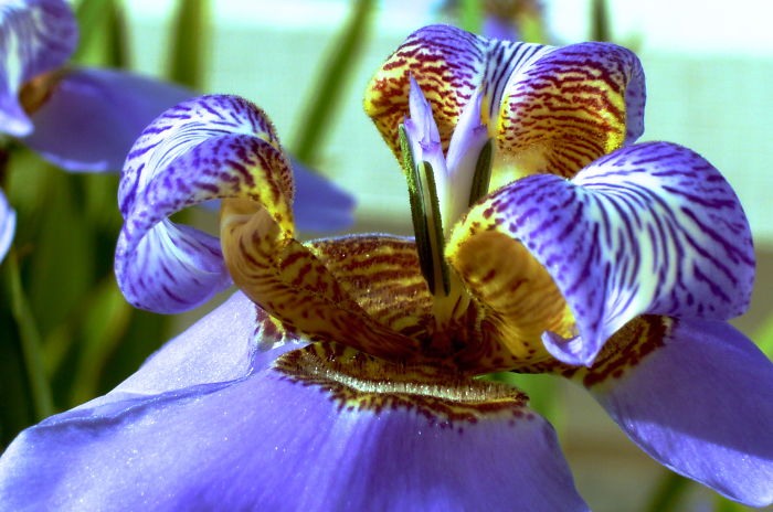 Iris