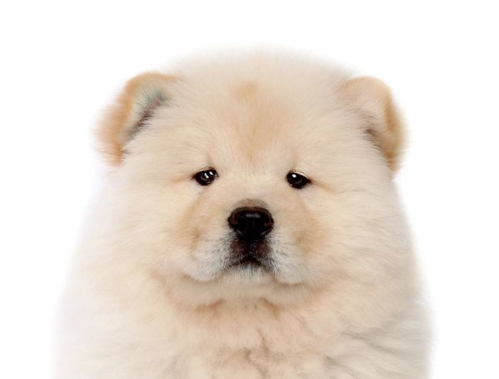 Chow Chow
