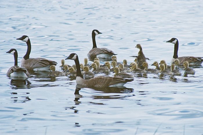 Family Of Geese At Horse Lake, 100 Mile House, Bc, Canada