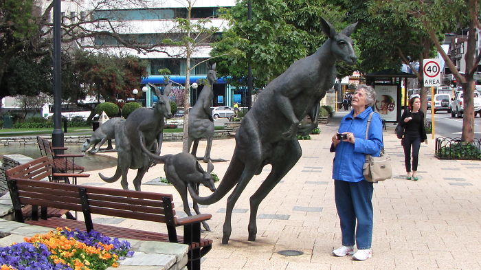 Kangaroos Perth Australia