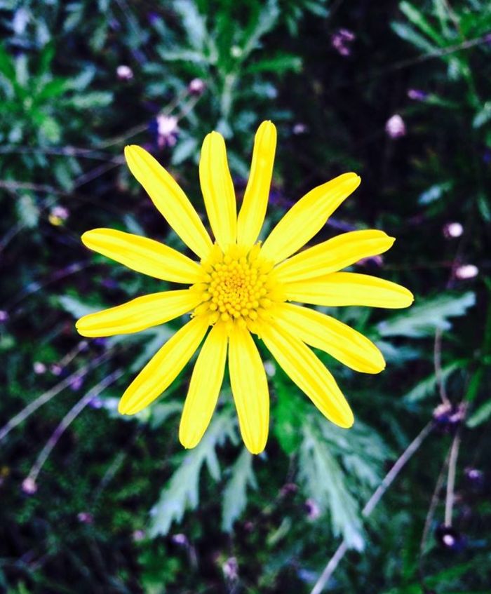 A Photograph Taken In The Late Afternoon Light Of A Flower Growing In The Backyard.