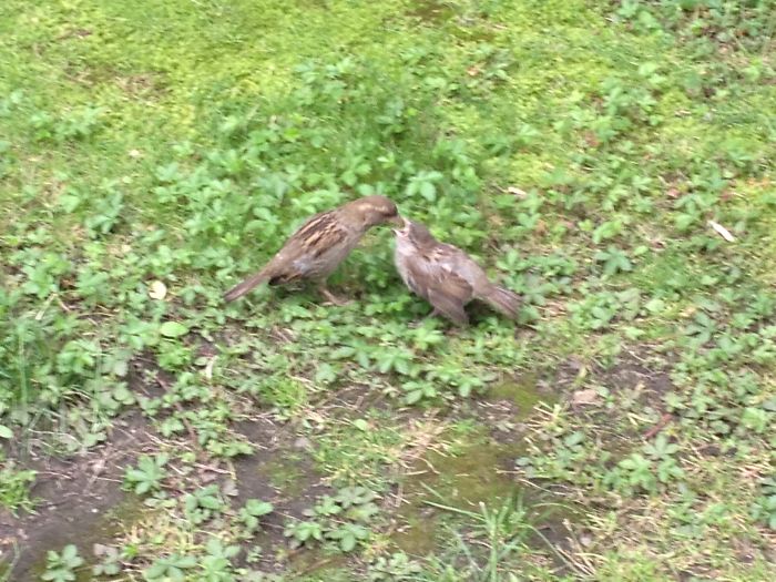 A Summer Feeding In Boston