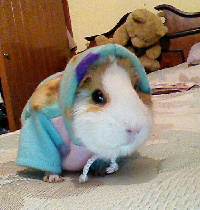 One Of My Piggies In A Cozy Sweater