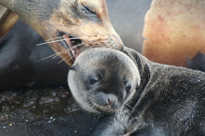 Baby Sea Lion