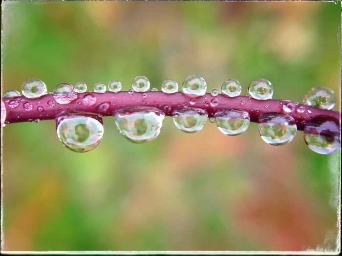 Early Morning Drops.