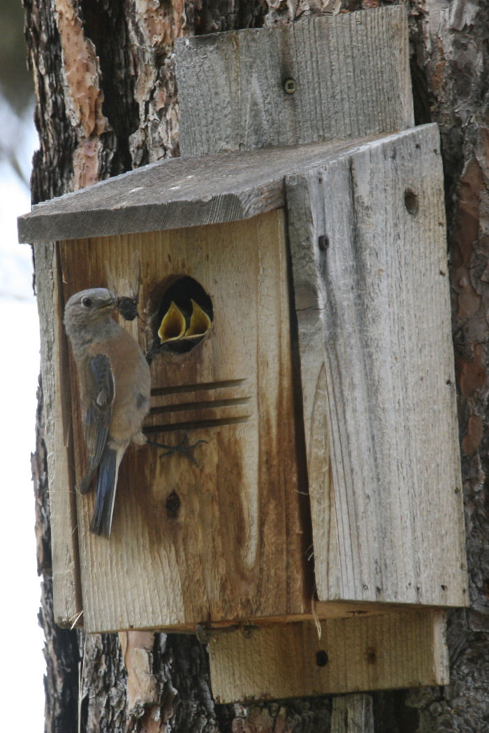 Baby Mountain Blue Birds.