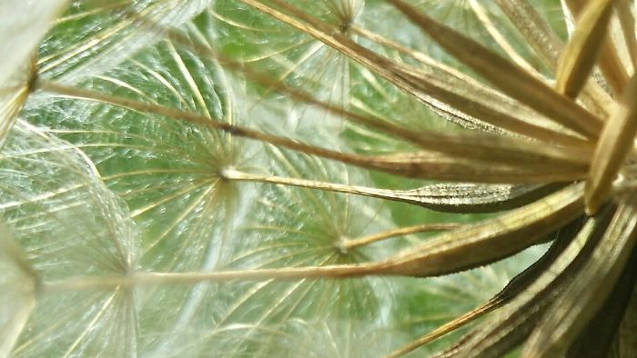 Dandelion Parachutes (löwenzahn)